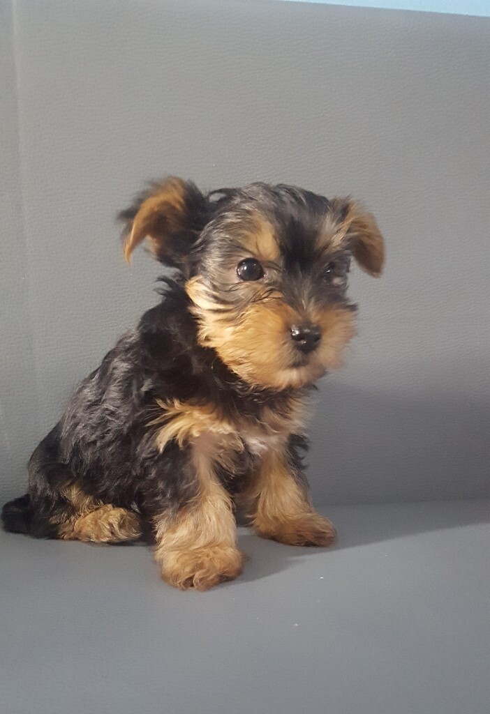 terrier yorkshire mini